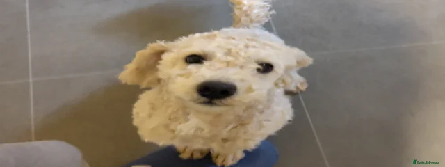 Tofu
