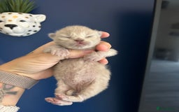 Ragdoll cats for sale: 4 beautiful Ragdolls for sale  - Image 7