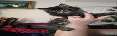 Maine Coon Kitten 2