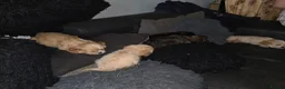 Cava Tzu dogs for sale: Cava tzu puppies - Advert 2