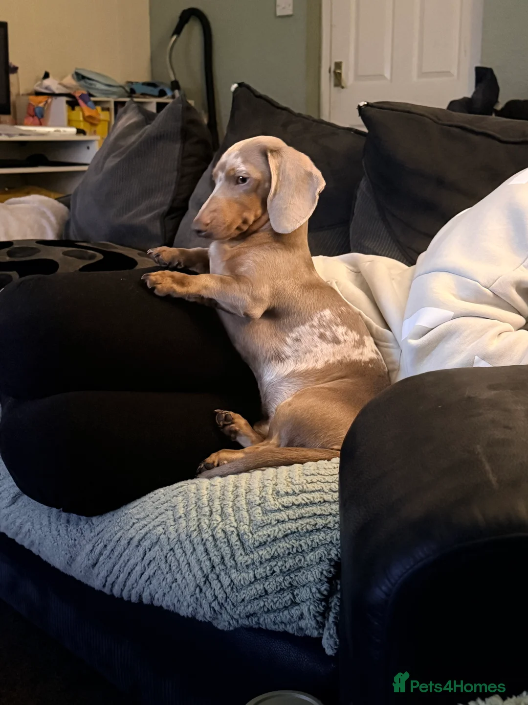 Dachshund dogs for sale: 1 year old dachshund (male) - Advert 2