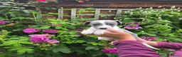 Whippet dogs for sale: KC Whippet Puppies - Advert 5