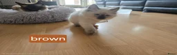 Ragdoll cats for sale: Ragamese ragdoll Siamese kittens  - Advert 18