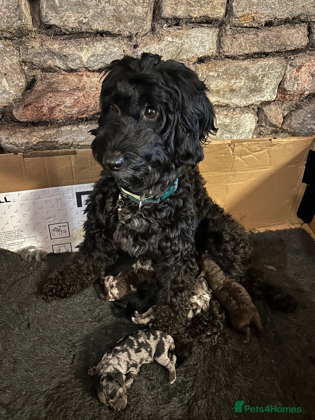 Cockapoo dogs for sale: Litter of 5 cockapoos for sale  - Advert 2