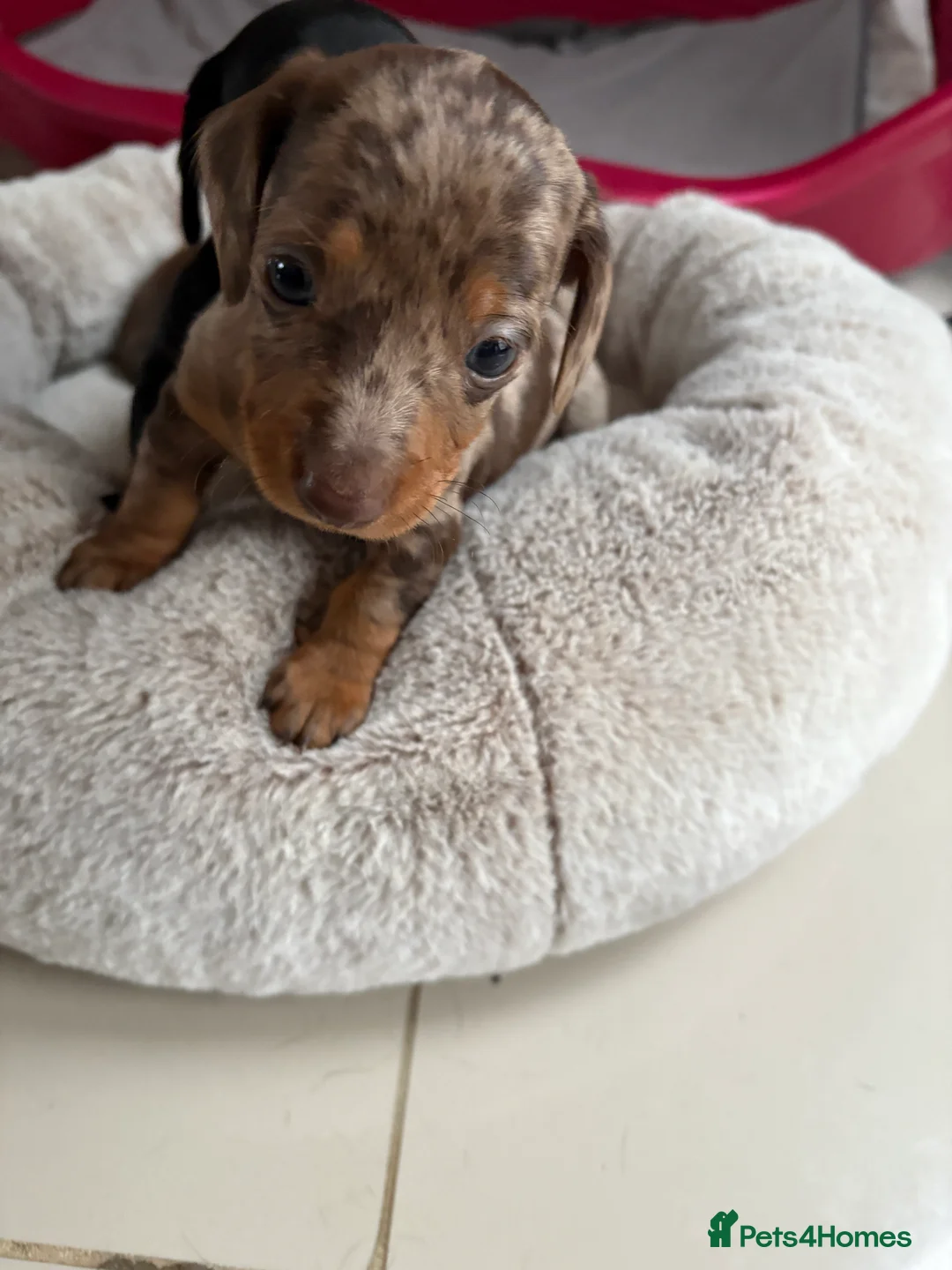 Miniature Dachshund dogs for sale: Stunning miniature dachshunds PRA clear   in Nottingham - Advert 1