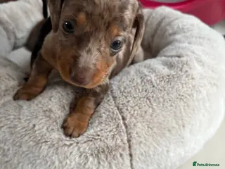 Miniature Dachshund dogs Stunning miniature dachshunds PRA clear in Nottingham - Advert 2