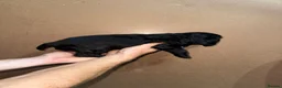 Sprocker dogs for sale: Sprockers puppies for sale  in Penrith - Advert 8