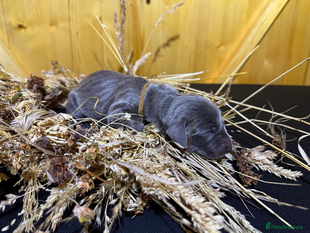 Weimaraner dogs for sale: 🐾Adorable KC Registered Weimaraner Puppies🐾 - Image 32