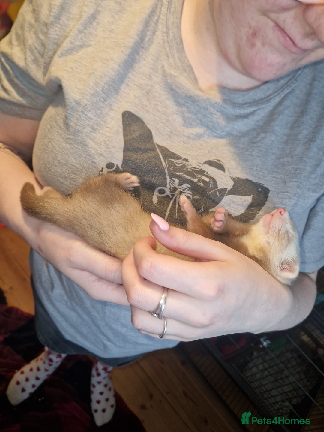 Ferret rodents for sale: 2 ferrets for sale together (a girl, a boy)  - Advert 1