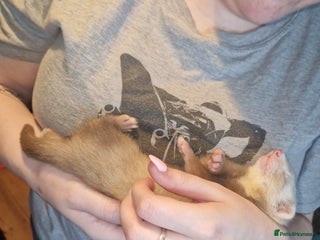 Ferret rodents 2 ferrets for sale together (a girl, a boy) - Advert 1