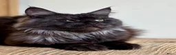 Maine Coon cats for sale: Beautiful Maine Coon females - Advert 8