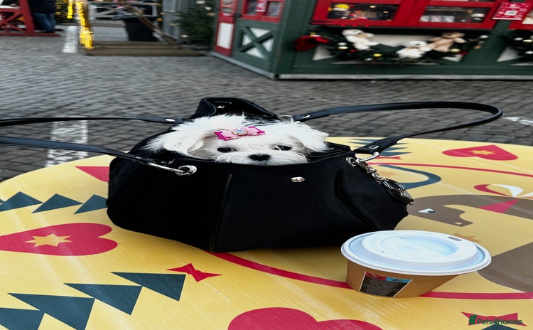 Maltese dogs - Advert 1