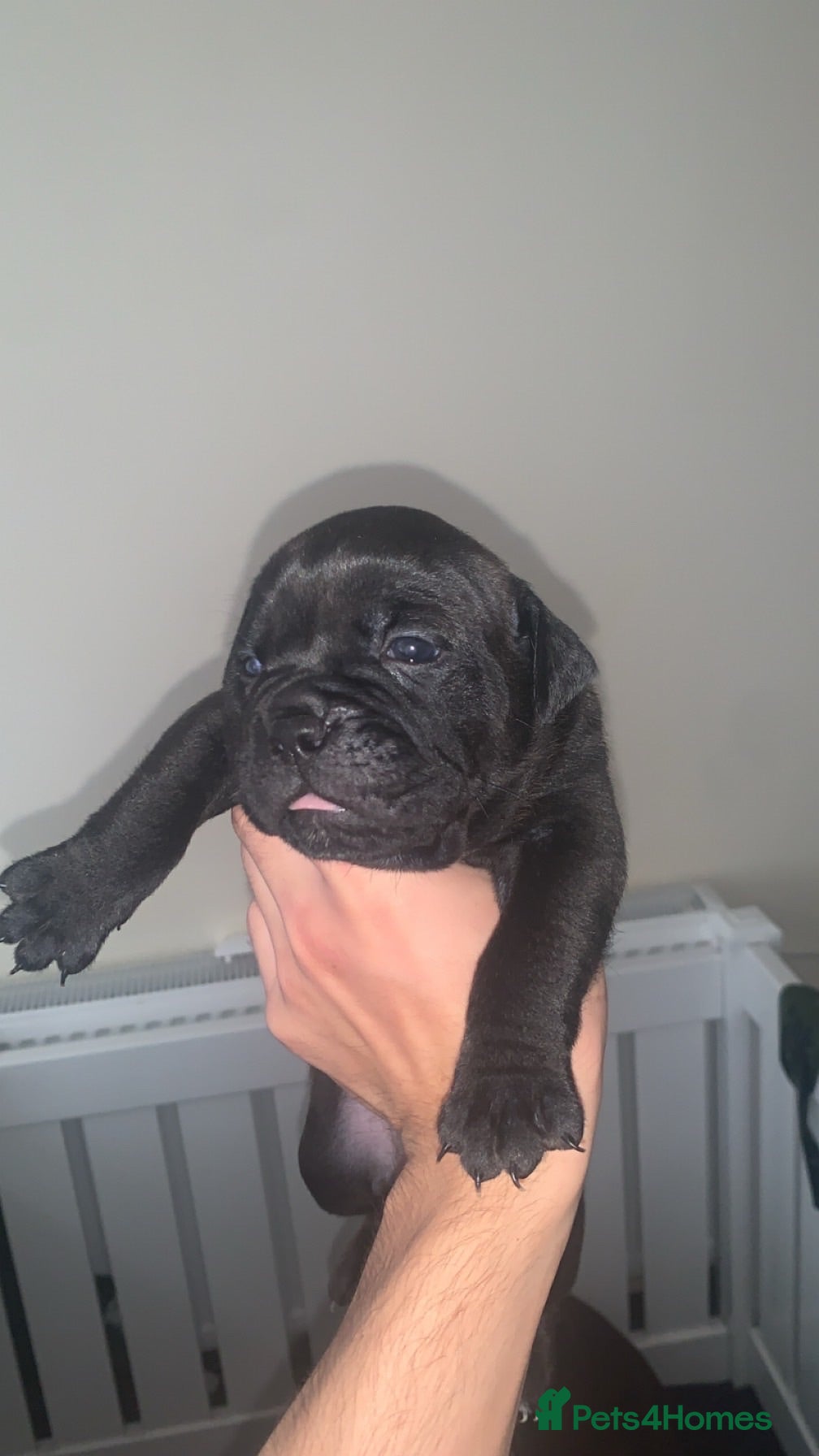 Olde English Bulldogge dogs   Top quality  Old English bulldog   - Advert 21