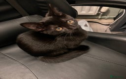 Mixed Breed cats for sale: Cute and playful kitties  - Image 6
