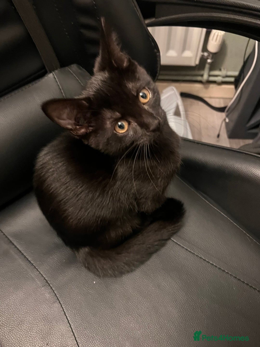 Mixed Breed cats for sale: Cute and playful kitties  - Image 6