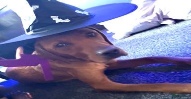 Labrador Retriever dogs - Advert 16