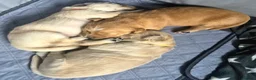 Golden Retriever dogs for sale: 5 Beautiful Golden Retriever's  - Advert 13