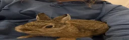 Netherland Dwarf rabbits for sale: Netherland boy rabbit for sale - Advert 7