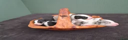 Mixed Breed dogs for sale: Beardie border x puppies - Advert 4