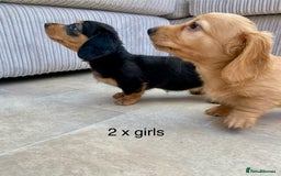 Miniature Dachshund dogs for sale: KC Reg long hair mini dachshunds “Ready now” - Image 15