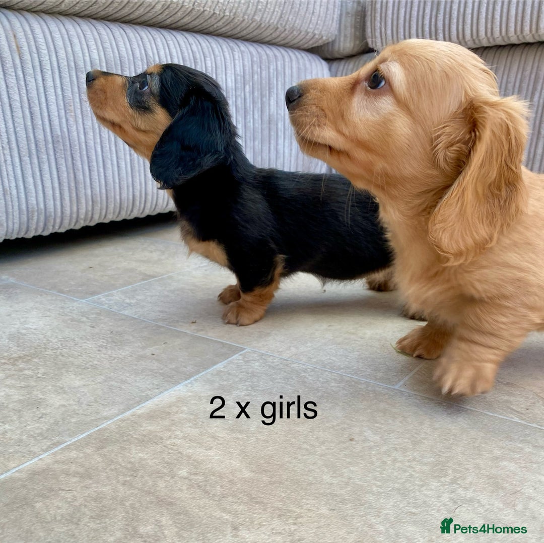 Miniature Dachshund dogs for sale: KC Reg long hair mini dachshunds “Ready now” - Image 15