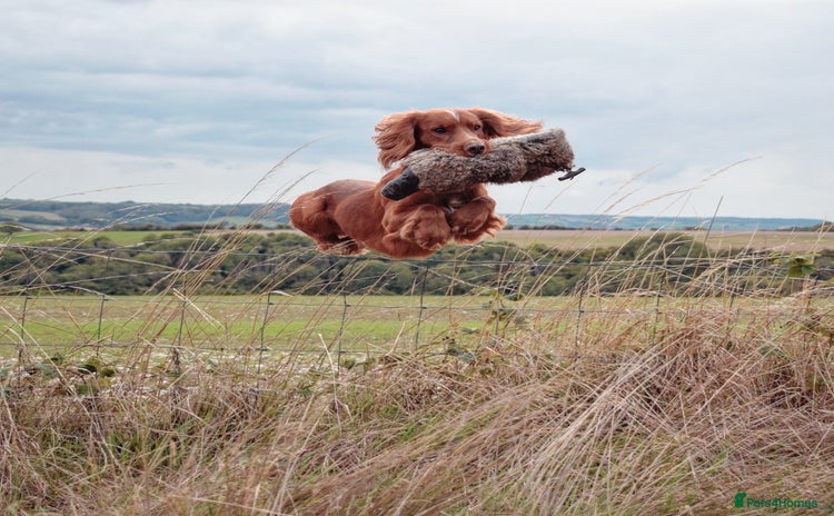 Cocker Spaniel dogs in Blandford Forum - Advert 15