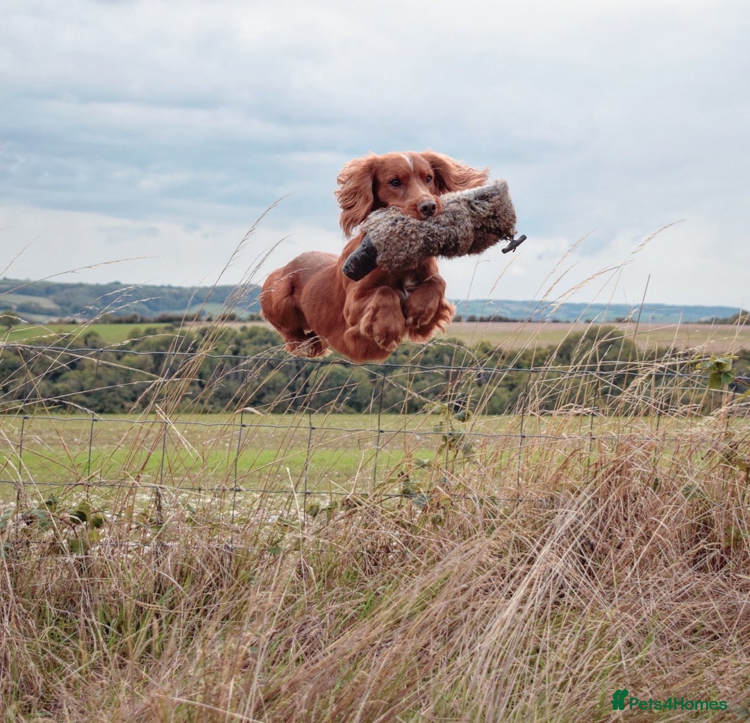 Cocker Spaniel dogs for stud: Health tested. Carries tan. KC reg in Blandford Forum - Image 1