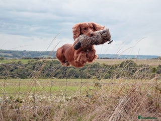 Cocker Spaniel dogs in Blandford Forum - Advert 20