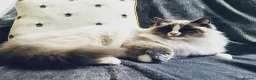 Ragdoll cats for sale: Beautiful Neutered GCCF Ragdolls For Adoption - Advert 6