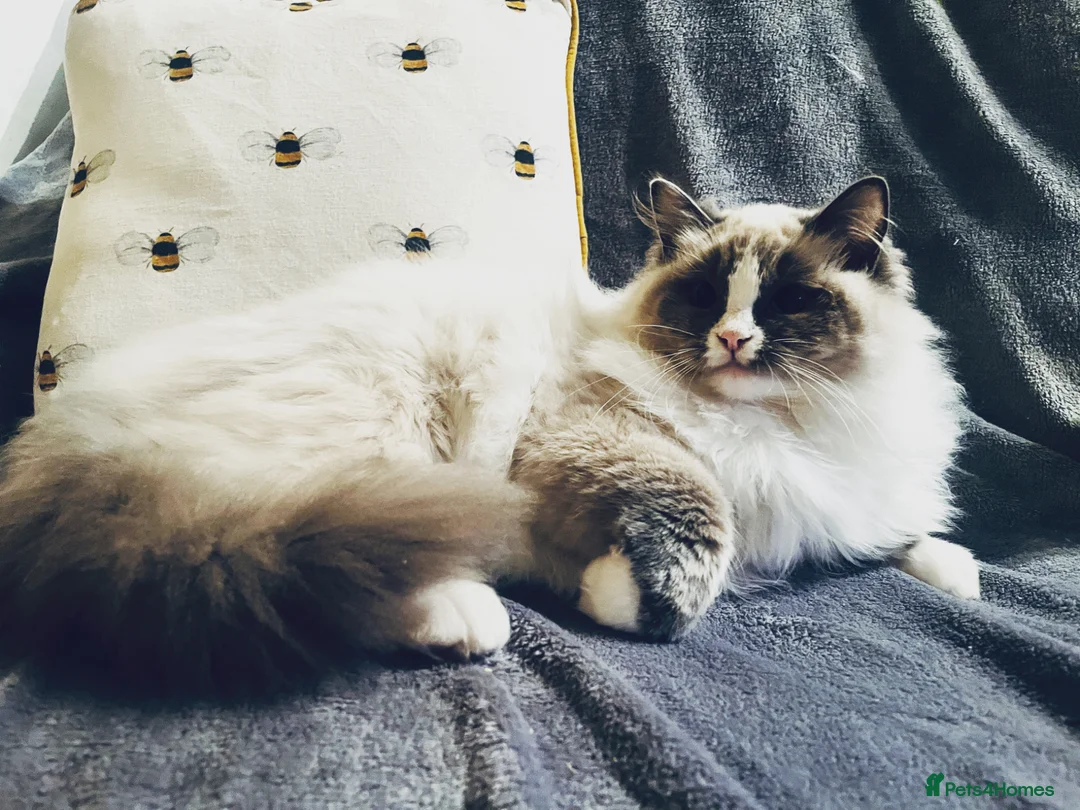 Ragdoll cats for sale: Beautiful Neutered GCCF Ragdolls For Adoption - Advert 6