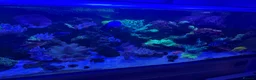 Other/Mixed Breed fish for sale: Marine  set tank shut down  - Advert 3