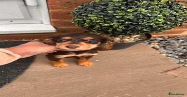 Cocker Spaniel dogs - Advert 15