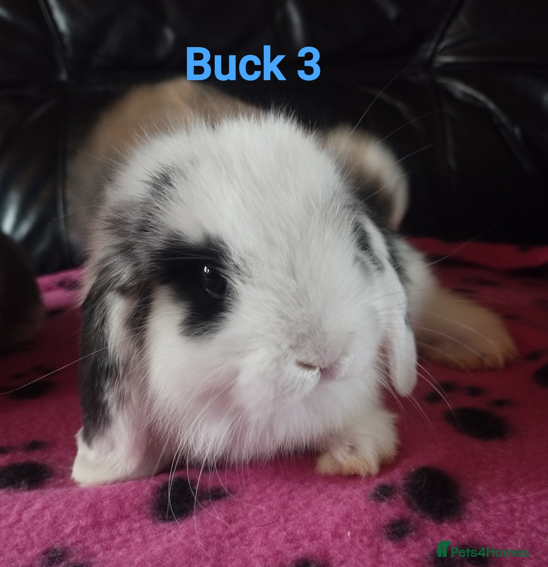 Mini Lop rabbits for sale: Friendly Mini Lops available for deposits 🥰 in Market Drayton - Image 2