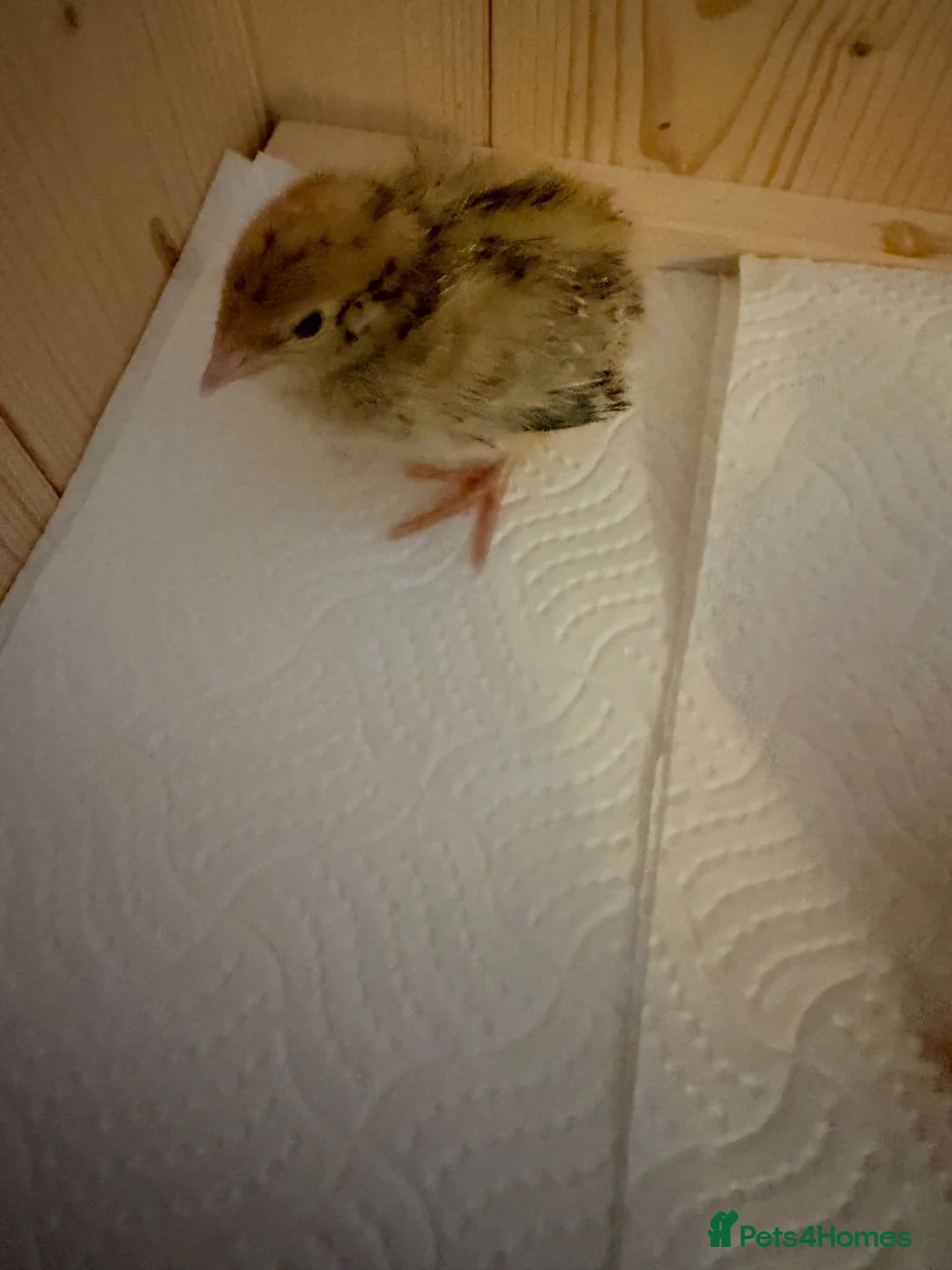 Quail poultry for sale: Baby quail  in Tunbridge Wells - Advert 6