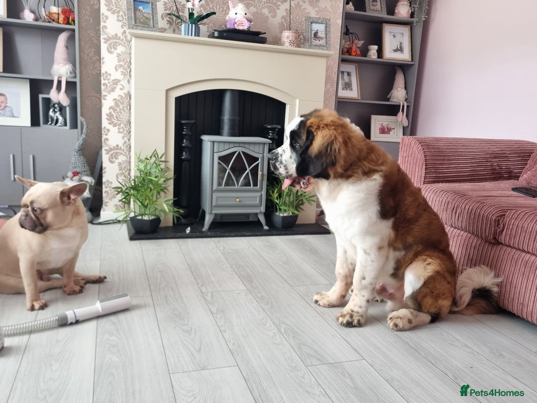 Saint Bernard dogs for sale: Beautiful 10 month old male saint bernard - Image 4