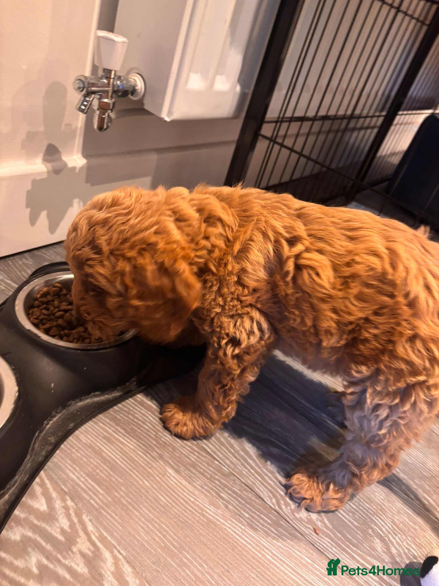 Cockapoo dogs F1 Miniature Cockapoo Males  - Advert 2