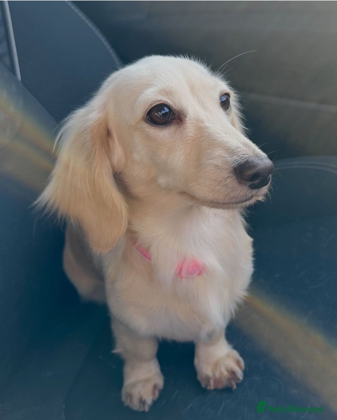 Miniature Dachshund dogs for sale: 2 male long-haired cream miniature dachshunds🩵 - Image 14