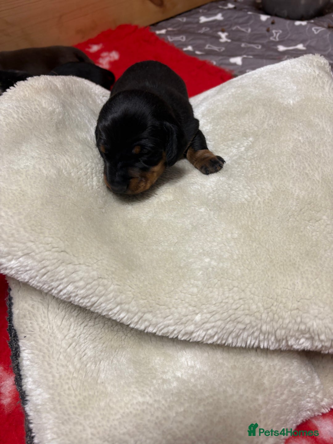 Miniature Dachshund dogs for sale: Beautiful miniature Dauchunds  - Advert 7