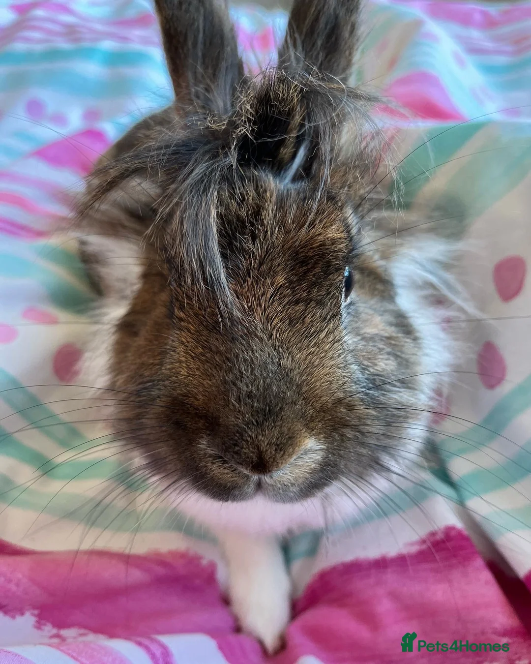 Mixed Breed rabbits for sale: Indoor Rabbit – Lovely Starter Companion - Advert 5