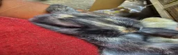 Mixed Breed rabbits for sale: Baby Rabbits for sale in London - Advert 7
