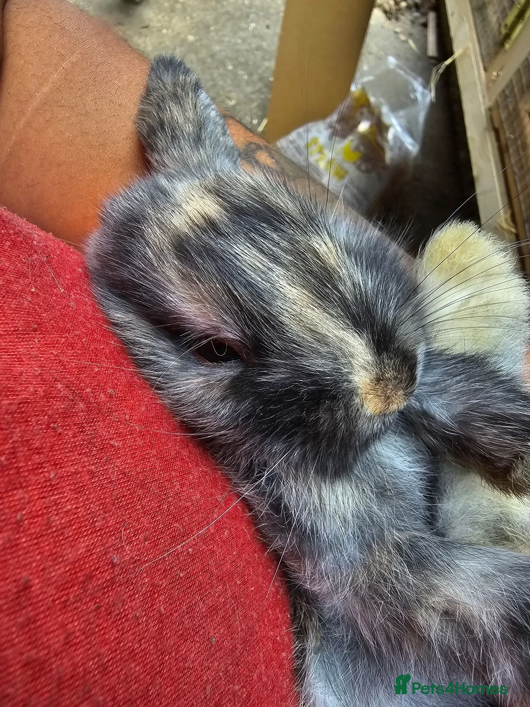 Mixed Breed rabbits for sale: Baby Rabbits for sale in London - Advert 7