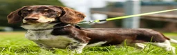 Miniature Dachshund dogs for sale: FOUR STUNNING MALES  - Advert 7