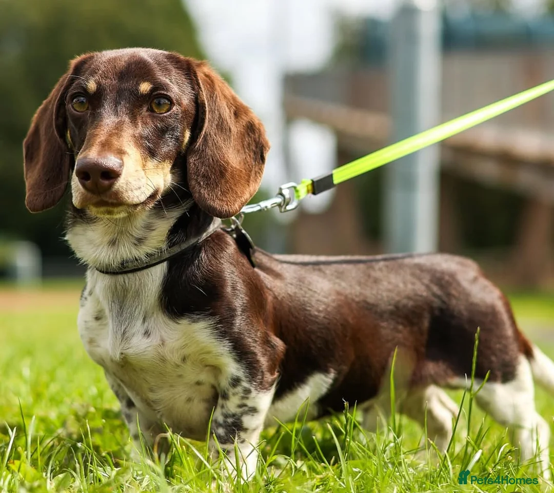 Miniature Dachshund dogs for sale: FOUR STUNNING MALES  - Advert 7