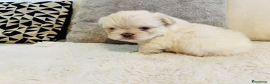 French Bulldog 3