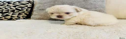 French Bulldog dogs for sale: Fluffy french bulldogs  - Advert 12