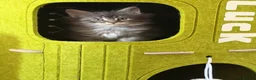 Maine Coon cats for sale: 👑Royal MaineCoon Girls TICA Champion Bloodline!👑 - Advert 6