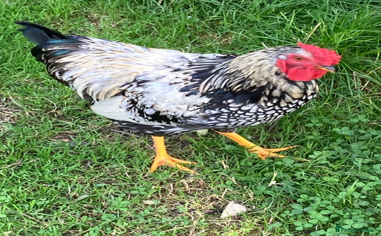 Chickens poultry - Advert 1