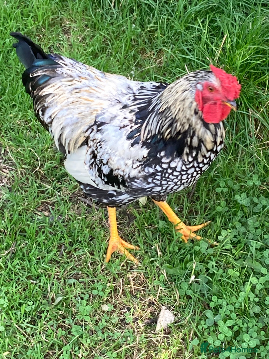 Chickens poultry for sale: Cockerel - Image 1