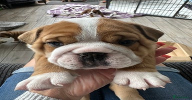 English Bulldog dogs - Advert 1