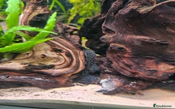 Plecos fish for sale: Sterlight placo 6 fish group 2 pairs breading  - Advert 4